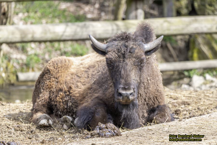 Tierpark Stadt Haag, März 2023