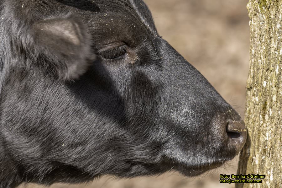 Tierpark Stadt Haag, März 2023
