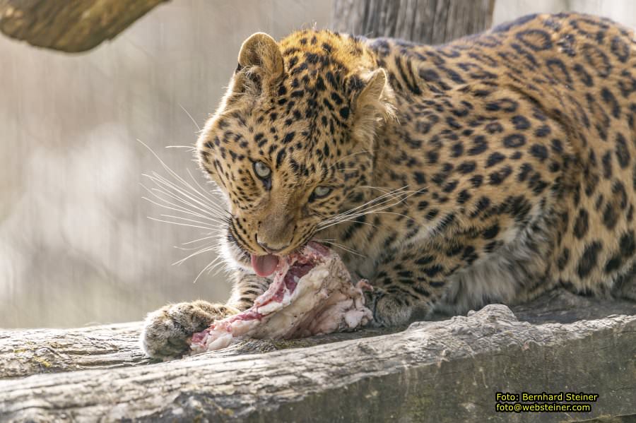 Tierpark Stadt Haag, März 2023