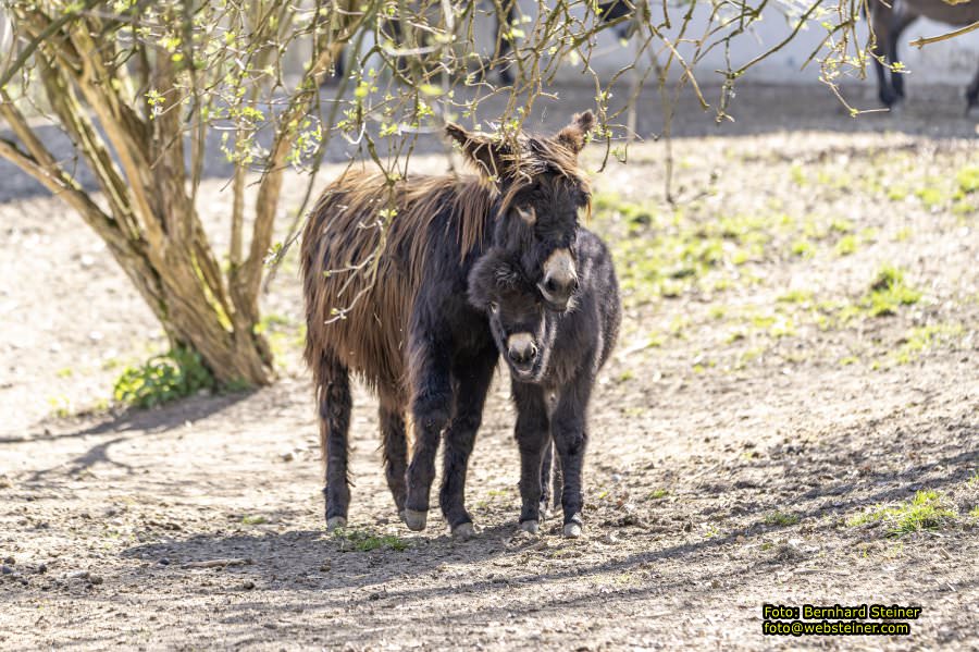 Tierpark Stadt Haag, März 2023