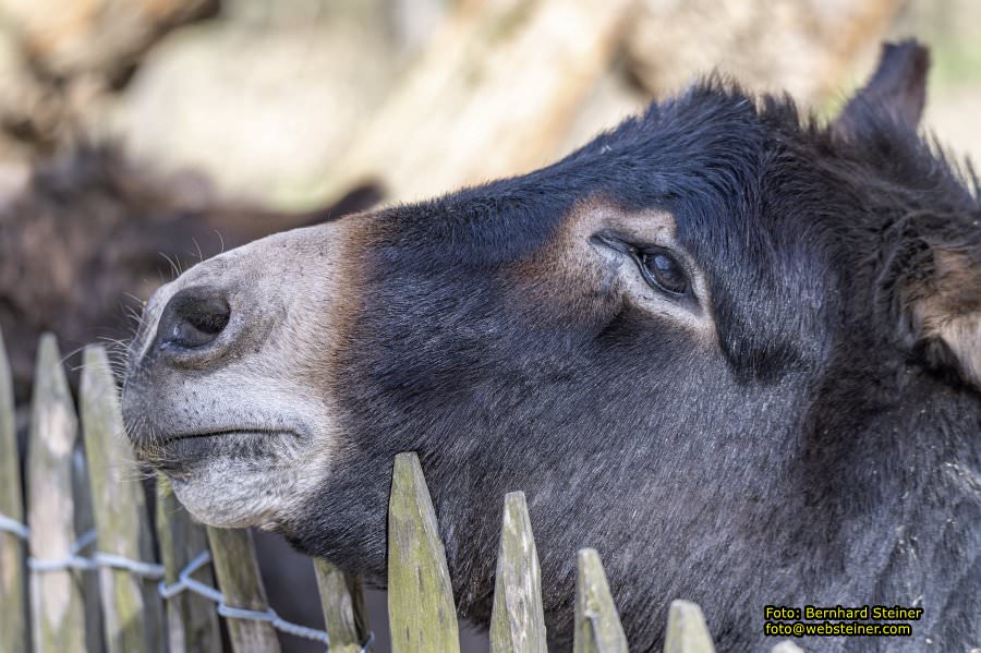 Tierpark Stadt Haag, März 2023