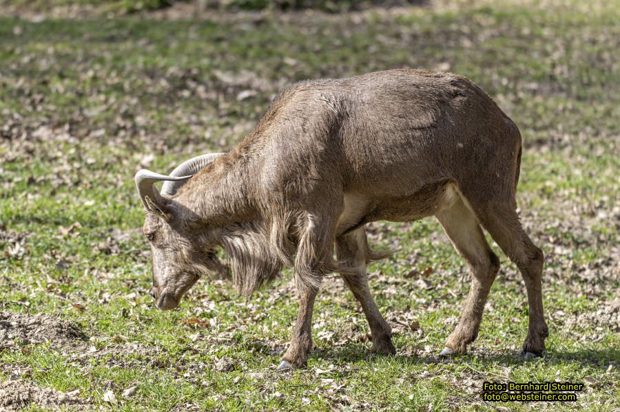Tierpark Stadt Haag, März 2023