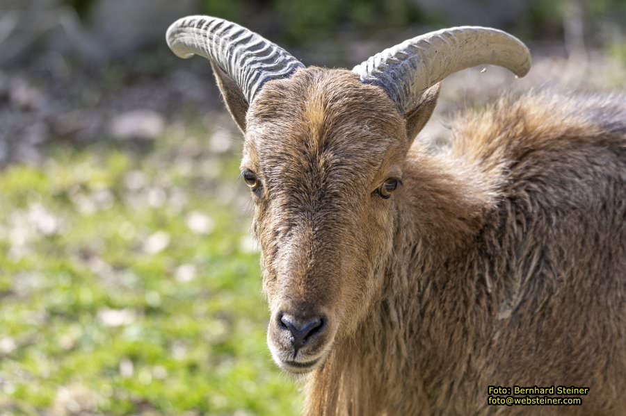 Tierpark Stadt Haag, März 2023