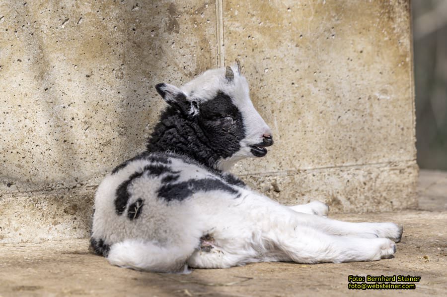 Tierpark Stadt Haag, März 2023