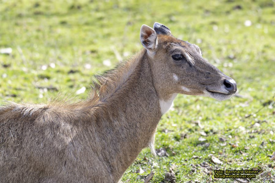 Tierpark Stadt Haag, März 2023