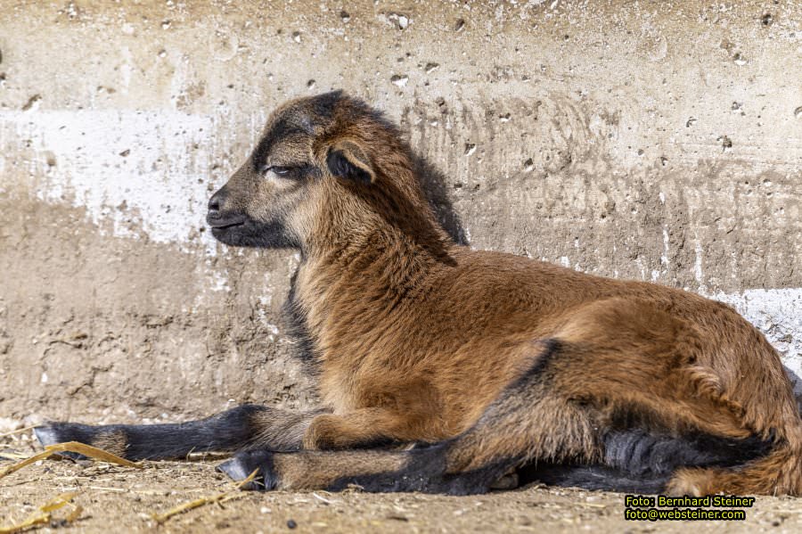 Tierpark Stadt Haag, März 2023