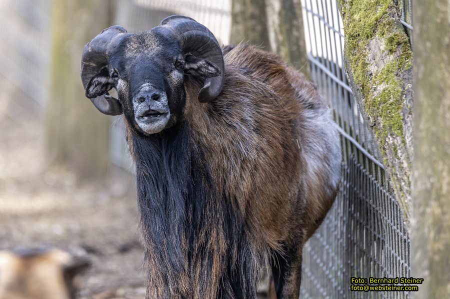 Tierpark Stadt Haag, März 2023