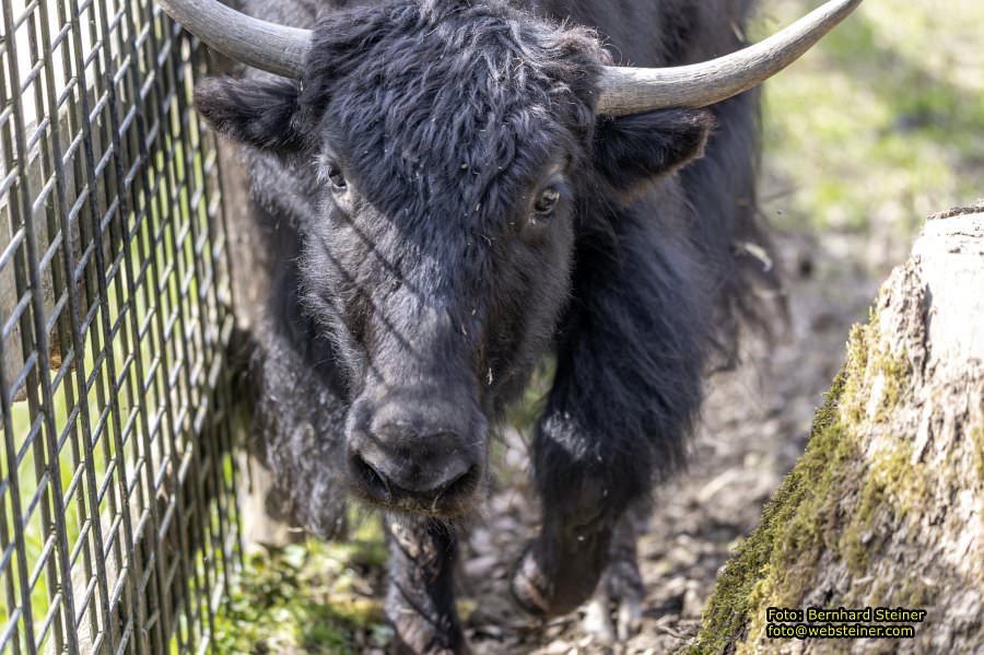 Tierpark Stadt Haag, März 2023
