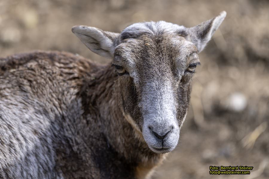 Tierpark Stadt Haag, März 2023