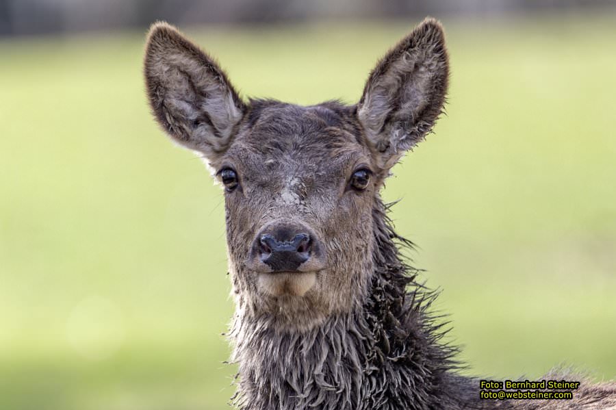 Tierpark Stadt Haag, März 2023