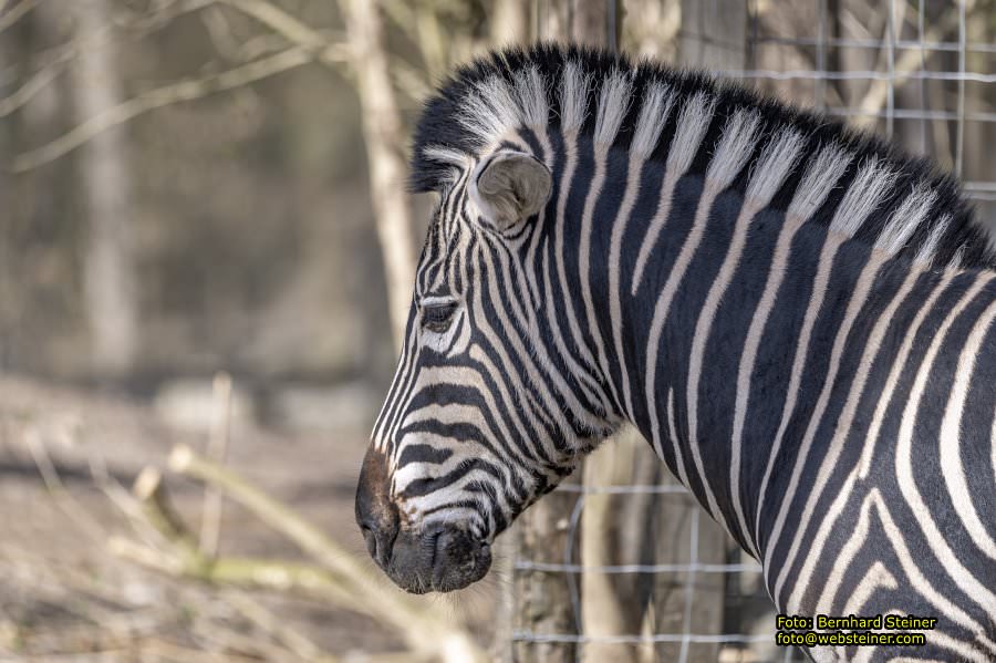 Tierpark Stadt Haag, März 2023
