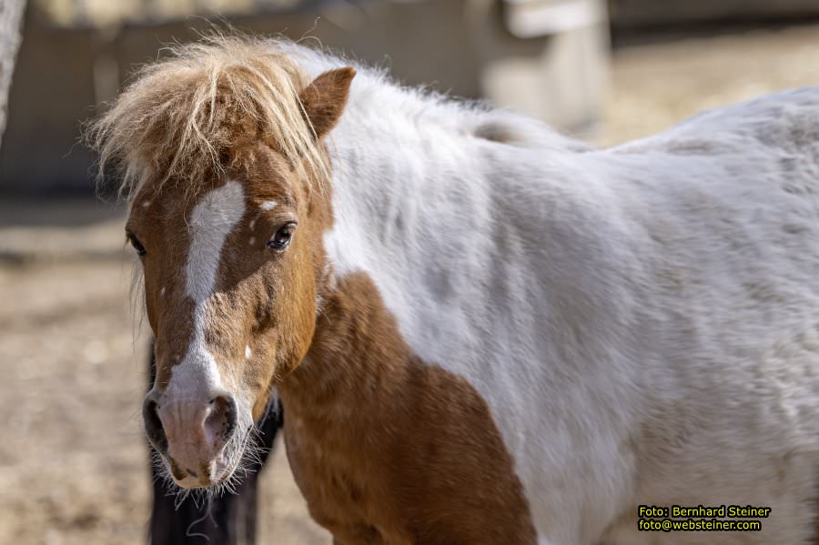 Tierpark Stadt Haag, März 2023