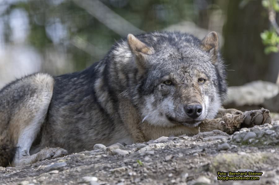 Tierpark Stadt Haag, März 2023