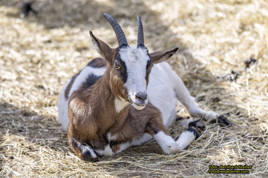 Tierpark Stadt Haag, März 2023