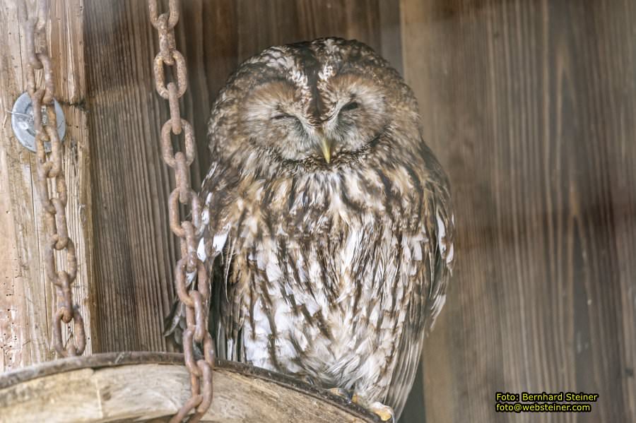 Tierpark Stadt Haag, März 2023