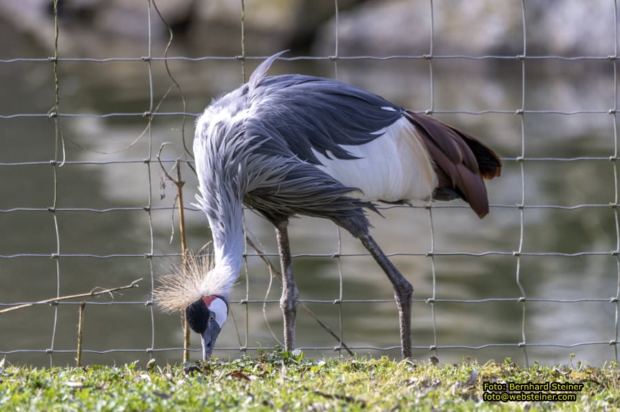 Tierpark Stadt Haag, März 2023