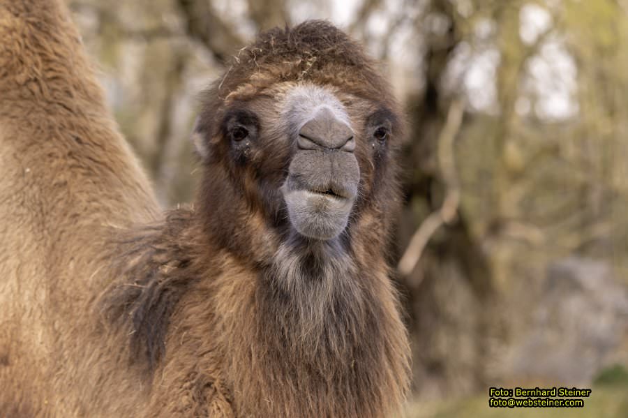 Tierpark Stadt Haag, März 2023