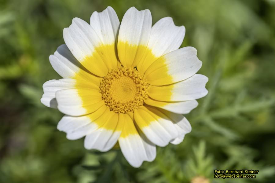 Tulln an der Donau, Juni 2023