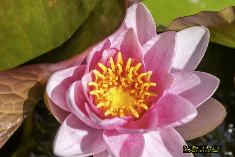 Tulln an der Donau, Juni 2023