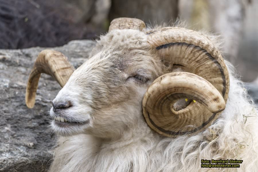 Zoo Vienna - Tiergarten Schnbrunn, Oktober 2022