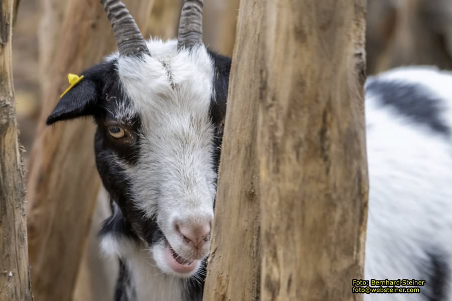 Zoo Vienna - Tiergarten Schnbrunn, Oktober 2022