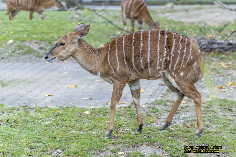 Zoo Vienna - Tiergarten Schnbrunn, Oktober 2022