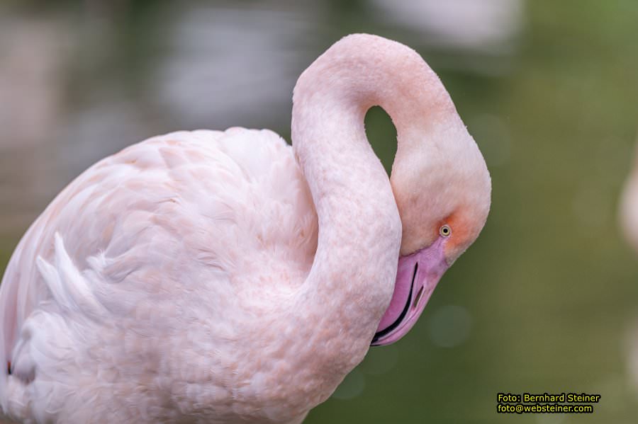 Zoo Vienna - Tiergarten Schnbrunn, Oktober 2022