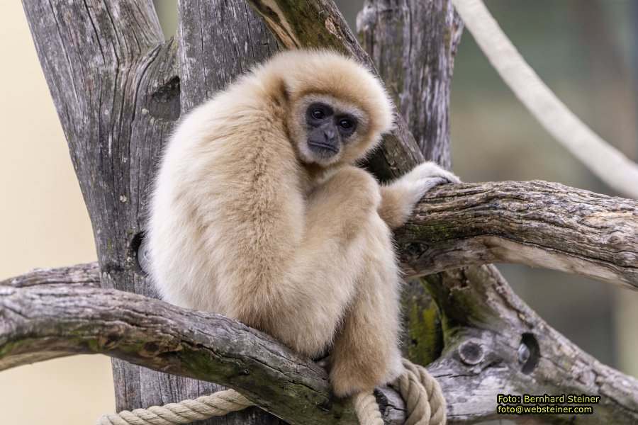 Zoo Vienna - Tiergarten Schnbrunn, Oktober 2022