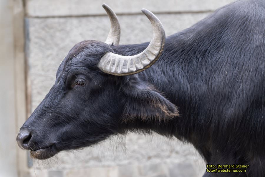 Zoo Vienna - Tiergarten Schnbrunn, Oktober 2022