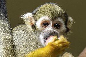 Projekt: Zoo Vienna - Tiergarten Schnbrunn, Oktober 2022