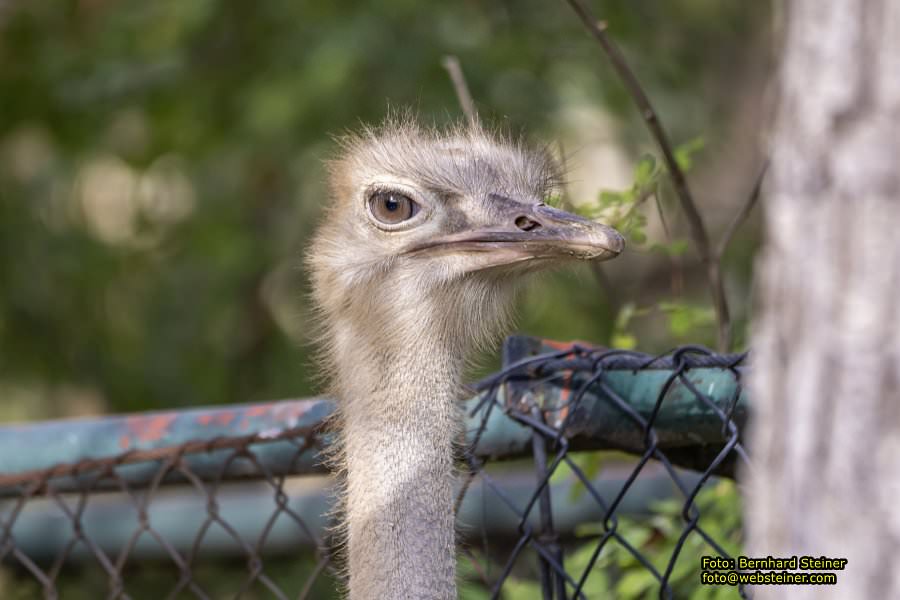 Zoo Vienna - Tiergarten Schnbrunn, Oktober 2023