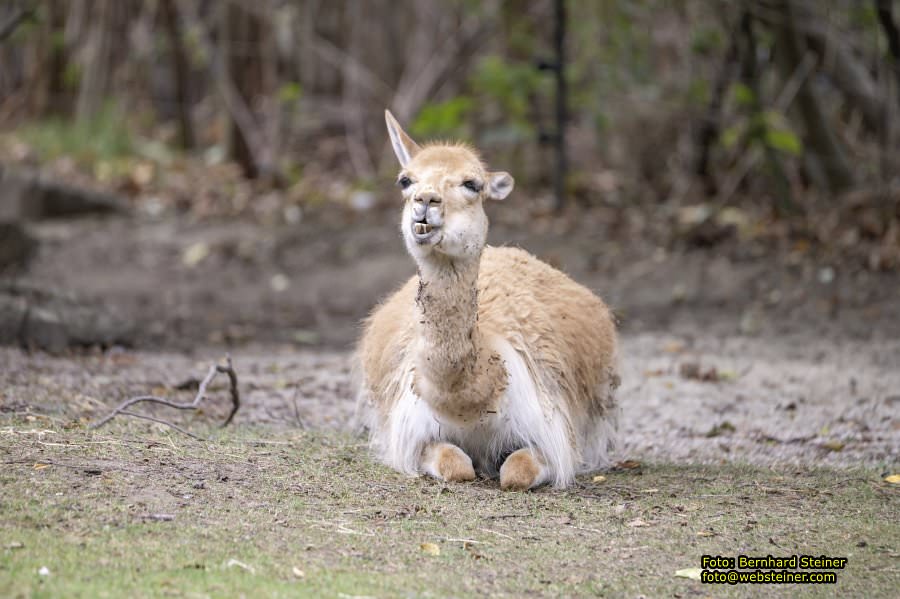 Zoo Vienna - Tiergarten Schnbrunn, Oktober 2023