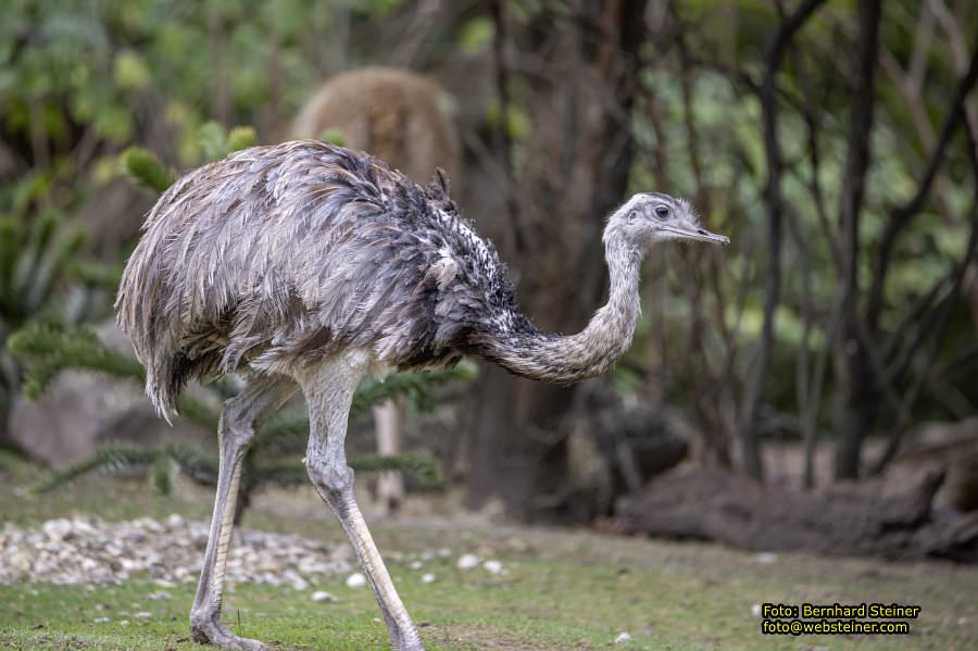 Zoo Vienna - Tiergarten Schnbrunn, Oktober 2023