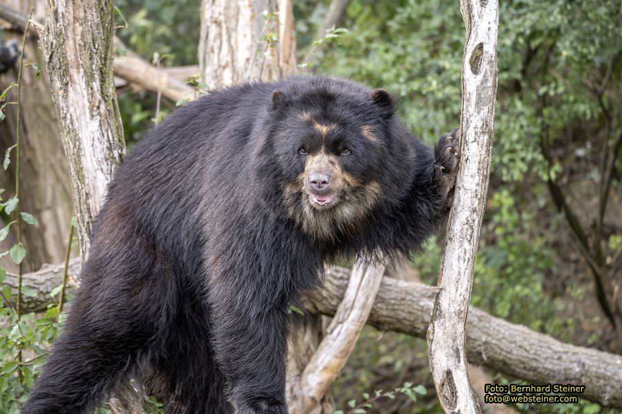 Zoo Vienna - Tiergarten Schnbrunn, Oktober 2023