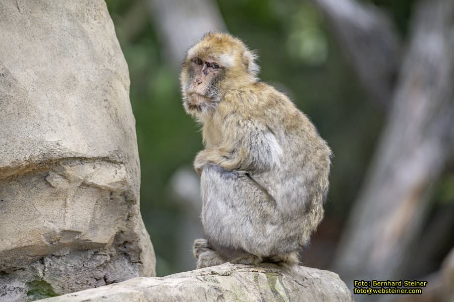 Zoo Vienna - Tiergarten Schnbrunn, Oktober 2023
