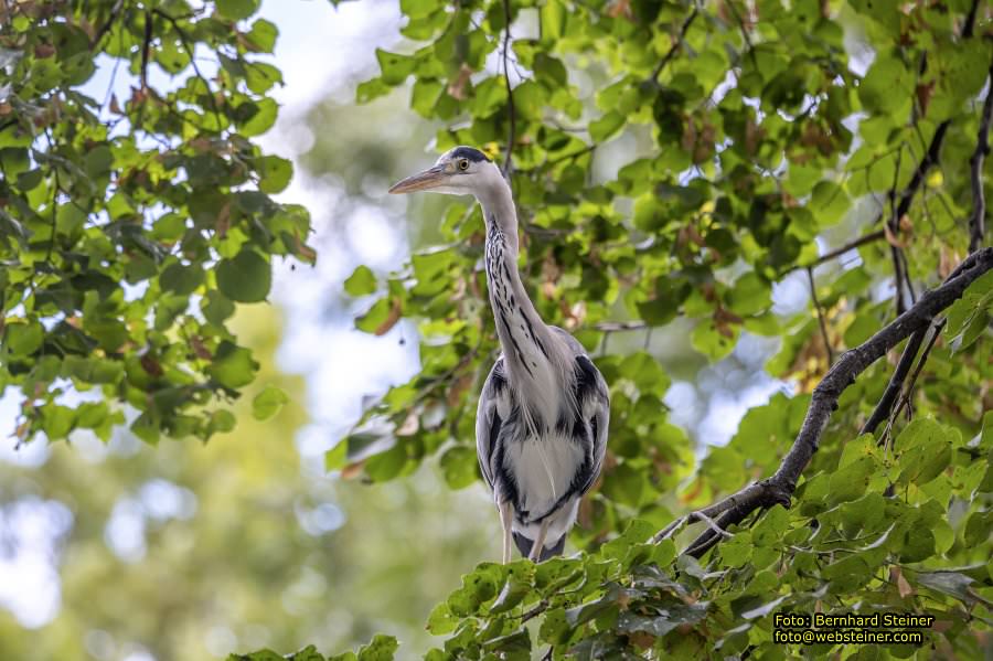 Zoo Vienna - Tiergarten Schnbrunn, Oktober 2023