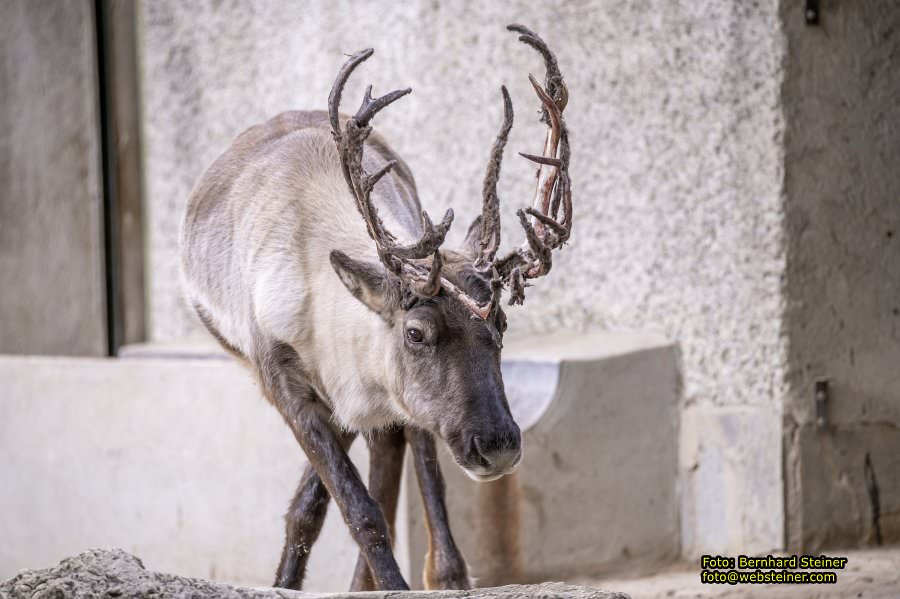 Zoo Vienna - Tiergarten Schnbrunn, Oktober 2023