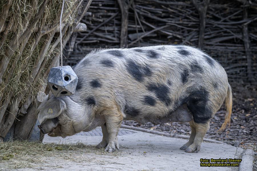 Zoo Vienna - Tiergarten Schnbrunn, Oktober 2023