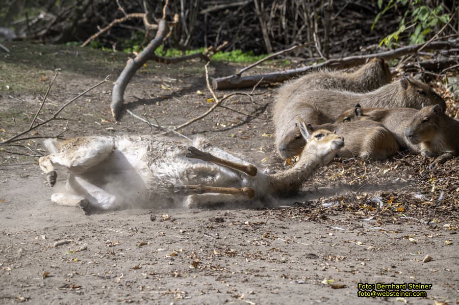 Zoo Vienna - Tiergarten Schnbrunn, Oktober 2023