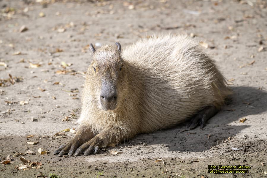 Zoo Vienna - Tiergarten Schnbrunn, Oktober 2023