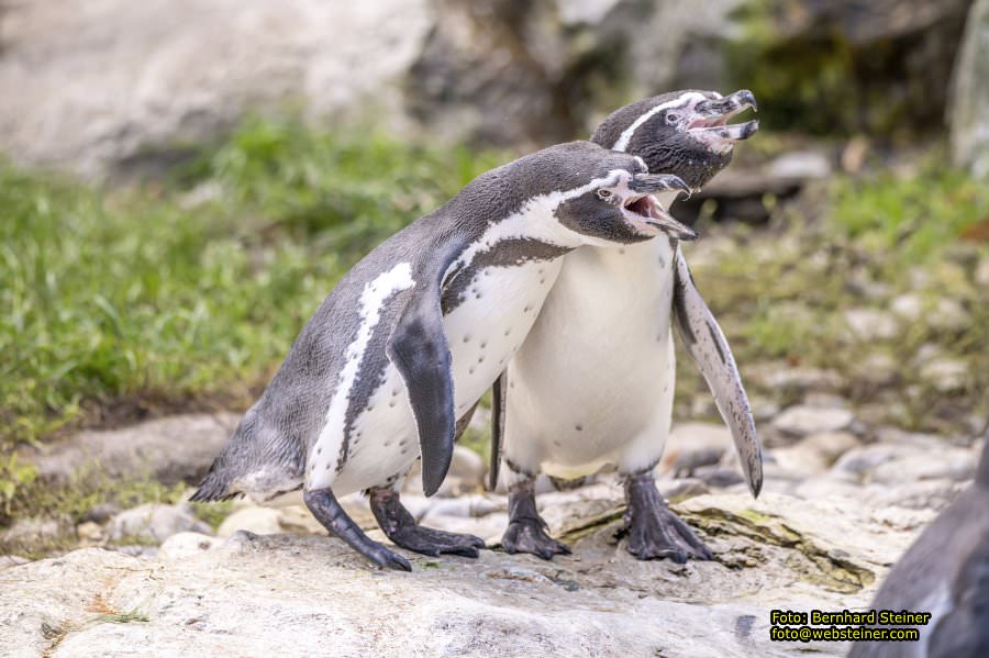 Zoo Vienna - Tiergarten Schnbrunn, Oktober 2023