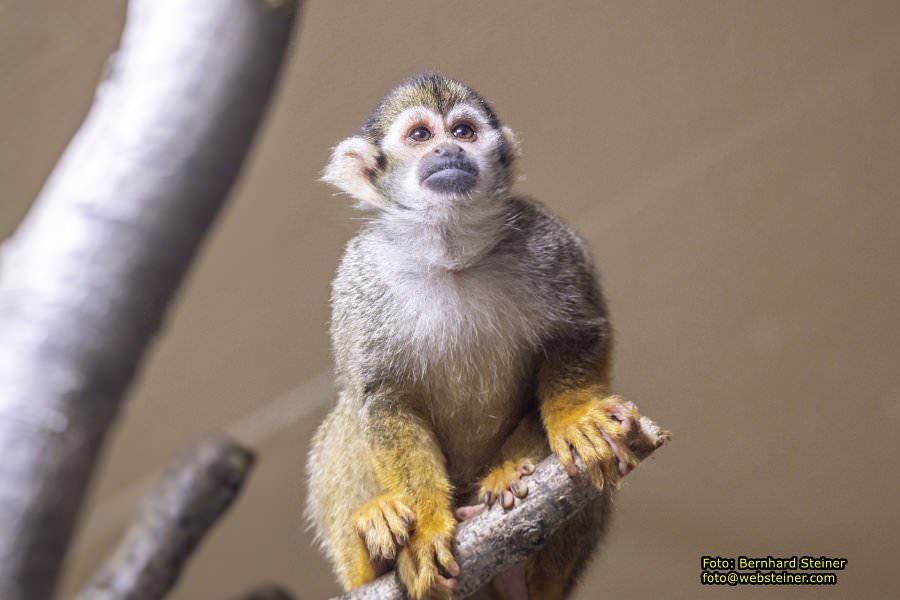 Zoo Vienna - Tiergarten Schnbrunn, Oktober 2023