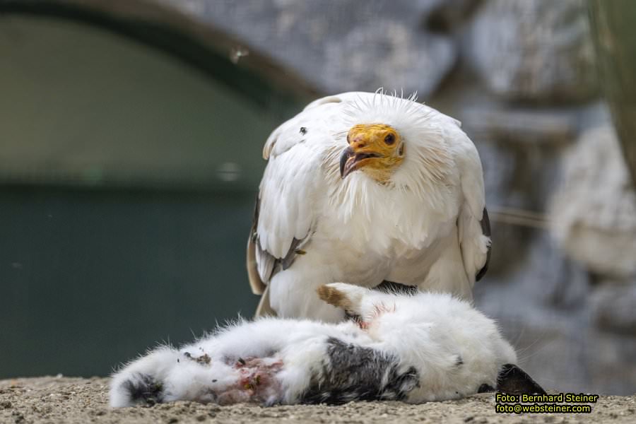 Zoo Vienna - Tiergarten Schnbrunn, Oktober 2023