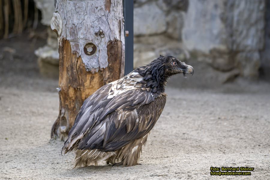 Zoo Vienna - Tiergarten Schnbrunn, Oktober 2023