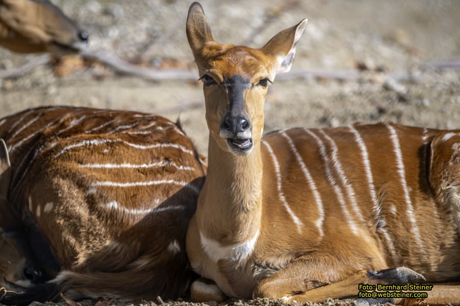 Zoo Vienna - Tiergarten Schnbrunn, Oktober 2023